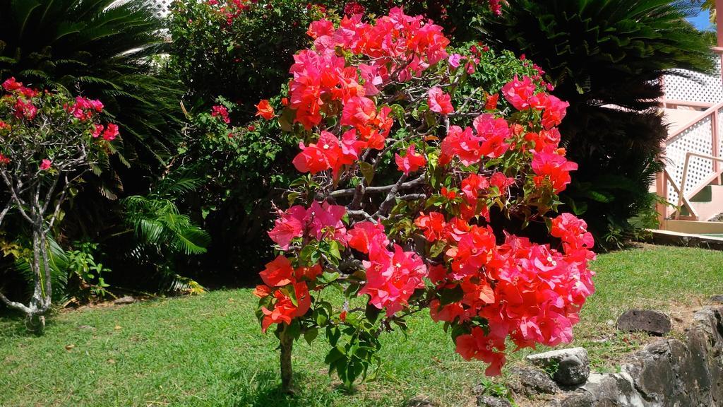 Bougainvillea Apartments St. George's Eksteriør billede